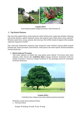 Rantai makanan | PDF