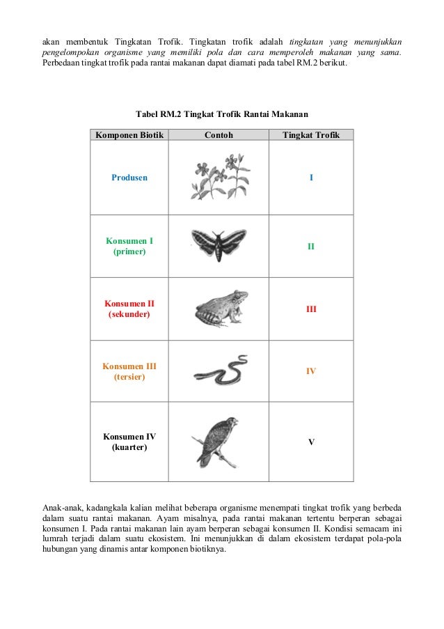 View Contoh Food Chain Adalah Background