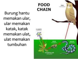 Burung hantu
memakan ular,
ular memakan
katak, katak
memakan ulat,
ulat memakan
tumbuhan
 