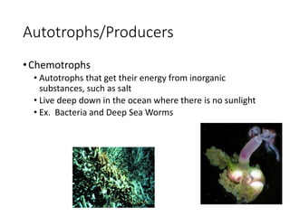 Autotrophs/Producers
•Chemotrophs
• Autotrophs that get their energy from inorganic
substances, such as salt
• Live deep down in the ocean where there is no sunlight
• Ex. Bacteria and Deep Sea Worms
 