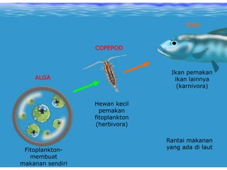 Out in the ocean, there is no
grass or trees
The plants are tiny ALGAE - you
need a microscope to see them
ALGA
Fitoplankton-
membuat
makanan sendiri
COPEPOD
Hewan kecil
pemakan
fitoplankton
(herbivora)
FISH
Ikan pemakan
ikan lainnya
(karnivora)
Rantai makanan
yang ada di laut
 