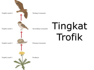 Tingkat
Trofik
 