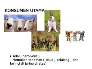 ( selalu herbivora )
- Memakan tanaman ( tikus , belalang , dan
kelinci di jaring di atas)
KONSUMEN UTAMA
 
