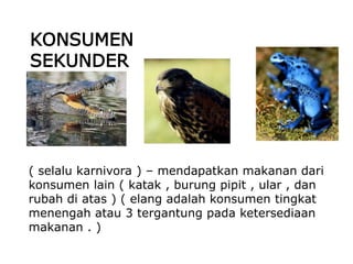 ( selalu karnivora ) – mendapatkan makanan dari
konsumen lain ( katak , burung pipit , ular , dan
rubah di atas ) ( elang adalah konsumen tingkat
menengah atau 3 tergantung pada ketersediaan
makanan . )
KONSUMEN
SEKUNDER
 