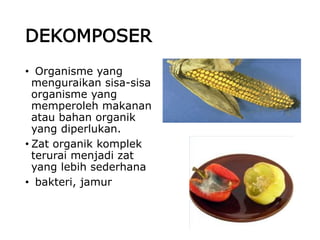 DEKOMPOSER
• Organisme yang
menguraikan sisa-sisa
organisme yang
memperoleh makanan
atau bahan organik
yang diperlukan.
• Zat organik komplek
terurai menjadi zat
yang lebih sederhana
• bakteri, jamur
 