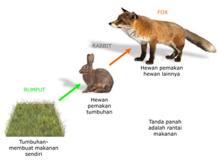 RUMPUT
Tumbuhan-
membuat makanan
sendiri
RABBIT
Hewan
pemakan
tumbuhan
FOX
Hewan pemakan
hewan lainnya
Tanda panah
adalah rantai
makanan
 