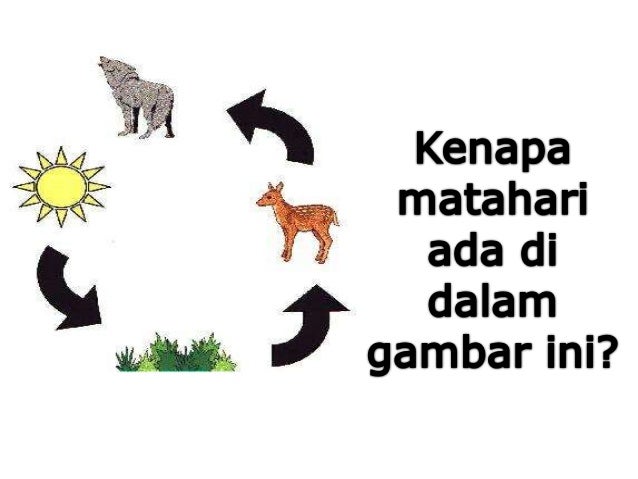 Rantai makanan Rantai makanan