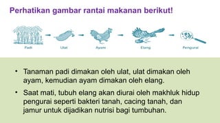 Ulat Rantai Materi kelas 6 tentang rantai makanan.pptx