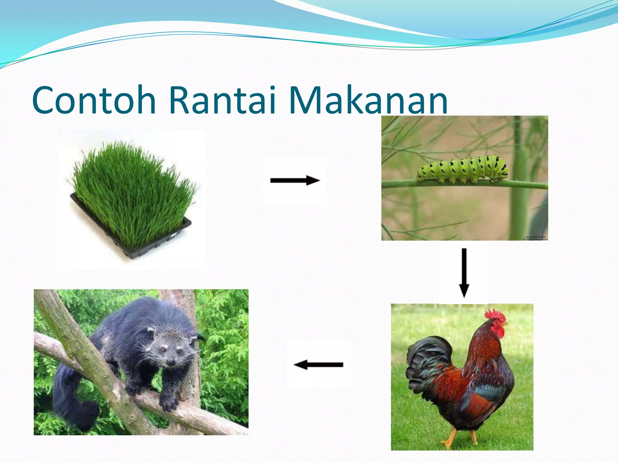 Rantai makanan (2) | PPTX