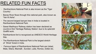 RELATED FUN FACTS
• Ranthambore National Park is also known as the 'Tiger
Country'.
• Banas River flows through this national park, also known as
'Van Ki Asha'.
• The second largest banyan tree in India is located in
Ranthambore National Park.
• Sawai Madhopur Railway station has been declared as
country’s first ‘Heritage Railway Station’ due to its splendid
Graffiti work.
• Ranthambore fort is recognized as UNESCO World Heritage
Site.
• The Ranthambore National Park is the largest stretch
of 'Dhok' forest in India.
• Famous tigers of Ranthambore National Park are Ustad,
Mala, Sitara, Machalli , Sundari, Laila, Romeo, Dollar etc.
 