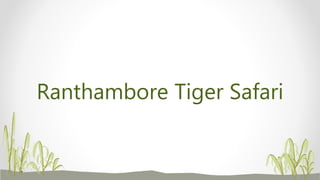 Ranthambore Tiger Safari
 