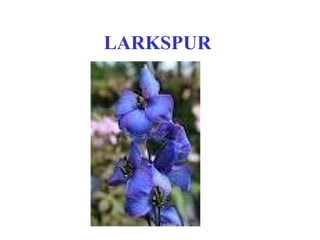 LARKSPUR
 