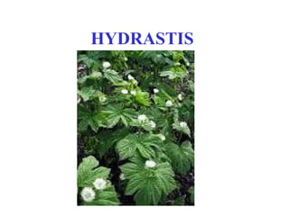 HYDRASTIS
 