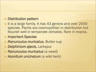  Distribution pattern
 It is a large family. It has 43 genera and over 2000
species. Plants are cosmopolitan in distribution but
flourish well in temperate climates. Rare in tropics.
 Important Species
 Ranunculus muricatus. Butter cup
 Delphinium ajacis, Larkspur
 Ranunculus muricatus (a weed)
 Aconitum uncinatum (a wild herb)
 