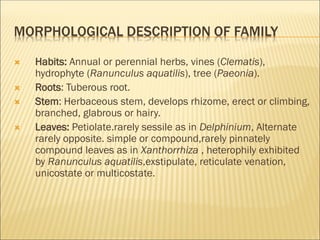 MORPHOLOGICAL DESCRIPTION OF FAMILY
 Habits: Annual or perennial herbs, vines (Clematis),
hydrophyte (Ranunculus aquatilis), tree (Paeonia).
 Roots: Tuberous root.
 Stem: Herbaceous stem, develops rhizome, erect or climbing,
branched, glabrous or hairy.
 Leaves: Petiolate.rarely sessile as in Delphinium, Alternate
rarely opposite. simple or compound,rarely pinnately
compound leaves as in Xanthorrhiza , heterophily exhibited
by Ranunculus aquatilis,exstipulate, reticulate venation,
unicostate or multicostate.
 