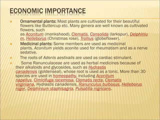 ECONOMIC IMPORTANCE
 Ornamental plants: Most plants are cultivated for their beautiful
flowers like Buttercup etc. Many genera are well known as cultivated
flowers, such
as Aconitum (monkshood), Clematis, Consolida (larkspur), Delphiniu
m, Helleborus (Christmas rose), Trollius (globeflower).
 Medicinal plants: Some members are used as medicinal
plants. Aconitum yields aconite used for rheumatism and as a nerve
sedative.
 The roots of Adonis aestivalis are used as cardiac stimulant.
 Some Ranunculaceae are used as herbal medicines because of
their alkaloids and glycosides, such as Hydrastis
canadensis (goldenseal), whose root is used as a tonic. More than 30
species are used in homeopathy, including Aconitum
napellus, Cimicifuga racemosa, Clematis recta, Clematis
virginiana, Hydrastis canadensis, Ranunculus bulbosus, Helleborus
niger, Delphinium staphisagria, Pulsatilla nigricans.
 