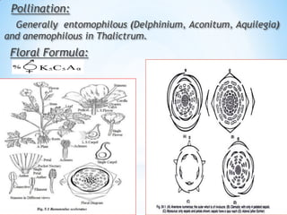 Pollination:
Generally entomophilous (Delphinium, Aconitum, Aquilegia)
and anemophilous in Thalictrum.
Floral Formula:
 