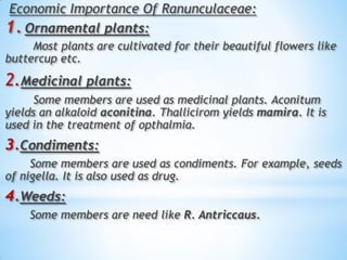 Economic Importance Of Ranunculaceae:
1. Ornamental plants:
Most plants are cultivated for their beautiful flowers like
buttercup etc.
2.Medicinal plants:
Some members are used as medicinal plants. Aconitum
yields an alkaloid aconitina. Thallicirom yields mamira. It is
used in the treatment of opthalmia.
3.Condiments:
Some members are used as condiments. For example, seeds
of nigella. It is also used as drug.
4.Weeds:
Some members are need like R. Antriccaus.
 