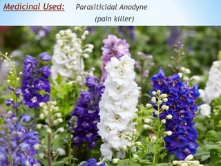 Medicinal Used: Parasiticidal Anodyne
(pain killer)
 