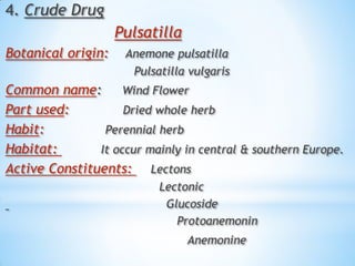 4. Crude Drug
Pulsatilla
Botanical origin: Anemone pulsatilla
Pulsatilla vulgaris
Common name: Wind Flower
Part used: Dried whole herb
Habit: Perennial herb
Habitat: It occur mainly in central & southern Europe.
Active Constituents: Lectons
Lectonic
Glucoside
Protoanemonin
Anemonine
 