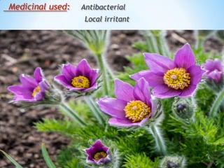 Medicinal used: Antibacterial
Local irritant
 
