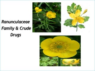 Ranunculaceae
Family & Crude
Drugs
 