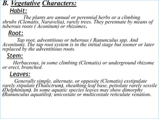 B. Vegetative Characters:
Habit:
The plants are annual or perennial herbs or a climbing
shrubs (Clematis, Naravelia), rarely trees. They perennate by means of
tuberous roots ( Aconitum) or rhizomes.
Root:
Tap root, adventitious or tuberous ( Ranunculus spp. And
Aconitum). The tap root system is in the initial stage but sooner or later
replaced by the adventitious roots.
Stem:
Herbaceous, in some climbing (Clematis) or underground rhizome
or erect, branched.
Leaves:
Generally simple, alternate, or opposite (Clematis) exstipulate
rarely stipulate (Thalictrum), sheathing leaf base, petiolate rarely sessile
(Delphinium). In some aquatic species leaves may show dimorphy
(Ranunculus aquatilis); unicostate or multicostate reticulate venation.
 