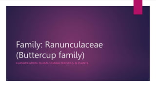Family: Ranunculaceae
(Buttercup family)
CLASSIFICATION, FLORAL CHARACTERISTICS, & PLANTS
 
