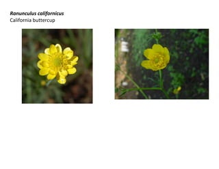 Ranunculus californicus
California buttercup

 