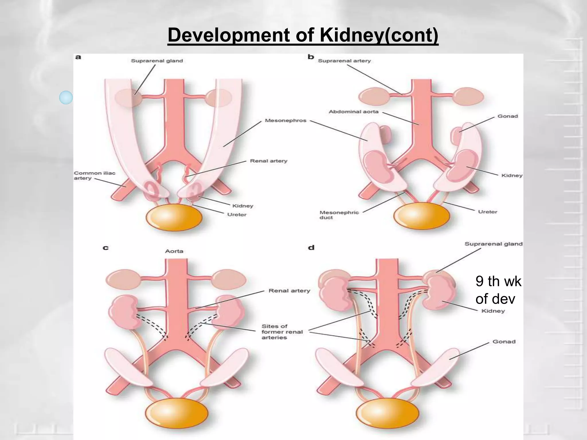 Radiological Anatomy of Kidney, uteter and urinary bladder.pptx | PPTX