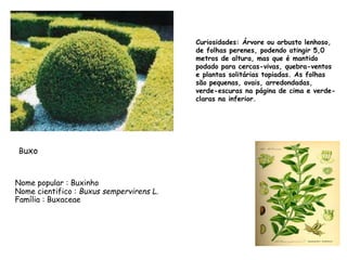 Curiosidades: Árvore ou arbusto lenhoso,
de folhas perenes, podendo atingir 5,0
metros de altura, mas que é mantido
podado para cercas-vivas, quebra-ventos
e plantas solitárias topiadas. As folhas
são pequenas, ovais, arredondadas,
verde-escuras na página de cima e verde-
claras na inferior.
Nome popular : Buxinho
Nome cientifico : Buxus sempervirens L.
Família : Buxaceae
Buxo
 