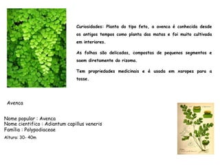 Curiosidades: Planta do tipo feto, a avenca é conhecida desde
os antigos tempos como planta das matas e foi muito cultivada
em interiores.
As folhas são delicadas, compostas de pequenos segmentos e
saem diretamente do rizoma.
Tem propriedades medicinais e é usada em xaropes para a
tosse.
Nome popular : Avenca
Nome cientifico : Adiantum capillus veneris
Família : Polypodiaceae
Avenca
Altura: 30- 40m
 