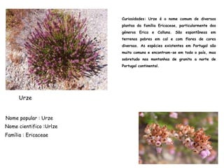 Curiosidades: Urze é o nome comum de diversas
plantas da família Ericaceae, particularmente dos
géneros Erica e Calluna. São espontâneas em
terrenos pobres em cal e com flores de cores
diversas. As espécies existentes em Portugal são
muito comuns e encontram-se em todo o país, mas
sobretudo nas montanhas de granito a norte de
Portugal continental.
Urze
Nome popular : Urze
Nome cientifico :Urlze
Família : Ericaceae
 