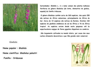 Nome popular : Gladiolo
Nome cientifico: Gladiolus palustri
Família : Iridaceae
Curiosidades: Gladíolo L. é o nome comum das plantas bulbosas
floríferas do género Gladiolus (do latim, diminuitivo de gladius,
espada) da família iridaceae.
O género Gladiolus contém cerca de 260 espécies, das quais 250
são nativas da África subsariana, principalmente da África do
Sul. Cerca de 10 espécies são nativas da Eurásia. Existem 160
espécies de gladíolos endémicos do sul da África e 76 da África
tropical. As espécies variam desde muito pequenas até às
espectaculares espigas de flores gigantes disponíveis no comércio.
São largamente cultivadas no mundo inteiro, por causa dos seus
cachos altamente decorativos e que têm grande valor comercial.
Gladiolo
 