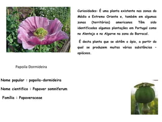 Nome popular : papoila-dormideira
Nome cientifico : Papaver somniferum
Família : Papaveraceae
Curiosidades: É uma planta existente nas zonas do
Médio e Extremo Oriente e, também em algumas
zonas (territórios) americanos Têm sido
identificadas algumas plantações em Portugal como
no Alentejo e no Algarve na zona do Barrocal.
É desta planta que se obtêm o ópio, a partir do
qual se produzem muitas várias substâncias –
opiáceos.
Papoila Dormideira
 
