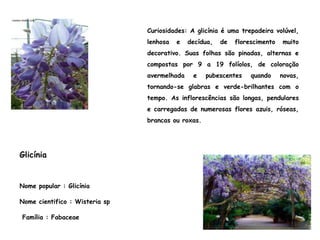 Nome popular : Glicínia
Nome cientifico : Wisteria sp
Família : Fabaceae
Curiosidades: A glicínia é uma trepadeira volúvel,
lenhosa e decídua, de florescimento muito
decorativo. Suas folhas são pinadas, alternas e
compostas por 9 a 19 folíolos, de coloração
avermelhada e pubescentes quando novas,
tornando-se glabras e verde-brilhantes com o
tempo. As inflorescências são longas, pendulares
e carregadas de numerosas flores azuis, róseas,
brancas ou roxas.
Glicínia
 