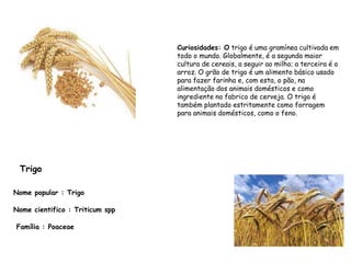 Nome popular : Trigo
Nome cientifico : Triticum spp
Família : Poaceae
Curiosidades: O trigo é uma gramínea cultivada em
todo o mundo. Globalmente, é a segunda maior
cultura de cereais, a seguir ao milho; a terceira é o
arroz. O grão de trigo é um alimento básico usado
para fazer farinha e, com esta, o pão, na
alimentação dos animais domésticos e como
ingrediente no fabrico de cerveja. O trigo é
também plantado estritamente como forragem
para animais domésticos, como o feno.
Trigo
 
