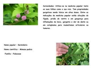 Nome popular : Dormideira
Nome cientifico : Mimosa pudica
Família : Fabaceae
Curiosidades: Utiliza-se na medicina popular tanto
as suas folhas como a sua raiz. Tem propriedades
purgativas sendo tóxica em altas doses. Entre as
indicações da medicina popular estão afecções do
fígado, prisão de ventre e em gargarejo para
inflamações da boca, garganta e dor de dente ou
em cataplasma para reumatismos articulares ou
tumores.
 