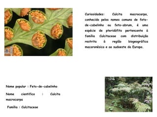 Nome popular : Feto-de-cabelinho
Nome cientifico : Culcita
macrocarpa
Família : Culcitaceae
Curiosidades: Culcita macrocarpa,
conhecido pelos nomes comuns de feto-
de-cabelinho ou feto-abrum, é uma
espécie de pteridófito pertencente à
família Culcitaceae com distribuição
restrita à região biogeográfica
macaronésica e ao sudoeste da Europa.
 