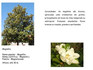 Curiosidades: As magnólias são árvores,
apreciadas como ornamentais em jardins,
principalmente em locais de clima temperado ou
subtropical. Produzem abundantes flores
brancas ou rosadas, grandes e perfumadas.
Nome popular : Magnólia
Nome cientifico : Magnolia L
Familia : Magnoliaceae
Magnólia
Altura: até 30 m
 
