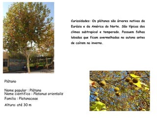 Plátano
Nome popular : Plátano
Nome cientifico : Platanus orientalis
Familia : Platanaceae
Curiosidades: Os plátanos são árvores nativas da
Eurásia e da América do Norte. São típicas dos
climas subtropical e temperado. Possuem folhas
lobadas que ficam avermelhadas no outono antes
de caírem no inverno.
Altura: até 30 m
 
