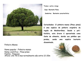 Nome popular : Pinheiro-manso
Nome cientifico : Pinus pinea
Família : Pinaceae
Pinheiro Manso
Altura: até 78 m mas normalmente são entre 12-20m
Tronco: curto e largo
Copa: Bastante Plana
Sombrina: Bastante característica
Curiosidades: O pinheiro-manso (Pinus pinea)
é uma espécie de pinheiro originária da
região do Mediterrâneo. Desde a pré-
história, esta árvore é aproveitada como
fonte de alimento, devido aos pinhões que
produz, sendo uma espécie bastante
disseminada.
 