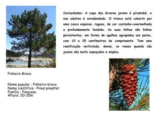 Curiosidades: A copa das árvores jovens é piramidal, e
nas adultas é arredondada. O tronco está coberto por
uma casca espessa, rugosa, de cor castanho-avermelhada
e profundamente fendida. As suas folhas são folhas
persistentes, em forma de agulhas agrupadas aos pares,
com 10 a 25 centímetros de comprimento. Tem uma
ramificação verticilada, densa, os ramos quando são
jovens são muito espaçados e amplos.
Nome popular : Pinheiro-bravo
Nome cientifico : Pinus pinaster
Família : Pinaceae
Pinheiro Bravo
Altura: 20-35m
 