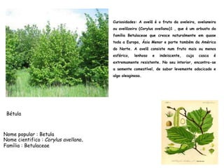 Nome popular : Betula
Nome cientifico : Corylus avellana.
Família : Betulaceae
Curiosidades: A avelã é o fruto da aveleira, avelaneira
ou avelãzeira (Corylus avellana)1 , que é um arbusto da
família Betulaceae que cresce naturalmente em quase
toda a Europa, Ásia Menor e parte também da América
do Norte. A avelã consiste num fruto mais ou menos
esférico, lenhoso e indeiscente, cuja casca é
extremamente resistente. No seu interior, encontra-se
a semente comestível, de sabor levemente adocicado e
algo oleaginosa.
Bétula
 