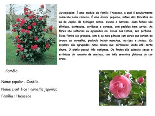 Curiosidades: É uma espécie da família Theaceae, a qual é popularmente
conhecida como camélia. É uma árvore pequena, nativa das florestas do
sul do Japão, de folhagem densa, escura e lustrosa. Suas folhas são
elípticas, denteadas, coriáceas e cerosas, com pecíolos bem curtos. As
flores são solitárias ou agrupadas nas axilas das folhas, sem perfume.
Estas flores são grandes, com 6 ou mais pétalas com cores que variam do
branco ao vermelho, podendo incluir manchas, matizes e pintas. Os
estames são agrupados numa coluna que permanece unida até certa
altura. O pistilo possui três estigmas. Os frutos são cápsulas secas e
esféricas do tamanho de ameixas, com três sementes globosas de cor
bruna.
Nome popular : Camélia
Nome cientifico : Camellia japonica
Família : Theaceae
Camélia
 