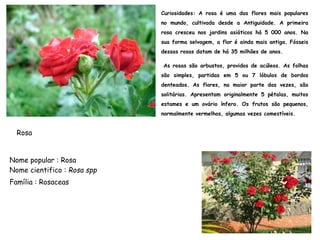 Curiosidades: A rosa é uma das flores mais populares
no mundo, cultivada desde a Antiguidade. A primeira
rosa cresceu nos jardins asiáticos há 5 000 anos. Na
sua forma selvagem, a flor é ainda mais antiga. Fósseis
dessas rosas datam de há 35 milhões de anos.
As rosas são arbustos, providos de acúleos. As folhas
são simples, partidas em 5 ou 7 lóbulos de bordos
denteados. As flores, na maior parte das vezes, são
solitárias. Apresentam originalmente 5 pétalas, muitos
estames e um ovário ínfero. Os frutos são pequenos,
normalmente vermelhos, algumas vezes comestíveis.
Nome popular : Rosa
Nome cientifico : Rosa spp
Família : Rosaceas
Rosa
 