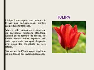 A tulipa é um vegetal que pertence à
divisão das angiospermas, plantas
que produzem florações.
Existem pelo menos cem espécies;
ela apresenta folhagem alongada,
ovalada ou no formato de lanças. No
núcleo destas folhas ergue-se um
caule aprumado, no qual desponta
uma única flor constituída de seis
pétalas.
Elas vieram da Pérsia, o que explica a
sua predileção por invernos rigorosos.
TULIPA
 