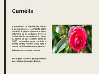 Camélia
A camélia é da Família das Teácea
e popularmente é conhecida como
camélia. A planta apresenta forma
arbustiva ou de pequena árvore, é
nativa das florestas do sul do Japão
e, estima-se que existam cerca de
3000 variedades desta espécie e
outros tantos híbridos entre esta e
outras espécies do mesmo género.
Dá flores no outono e inverno.
De origem Asiática, principalmente
das regiões do Japão e Coreia.
 
