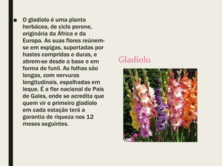Gladíolo
■ O gladíolo é uma planta
herbácea, de ciclo perene,
originária da África e da
Europa. As suas flores reúnem-
se em espigas, suportadas por
hastes compridas e duras, e
abrem-se desde a base e em
forma de funil. As folhas são
longas, com nervuras
longitudinais, espalhadas em
leque. É a flor nacional do País
de Gales, onde se acredita que
quem vir o primeiro gladíolo
em cada estação terá a
garantia de riqueza nos 12
meses seguintes.
 