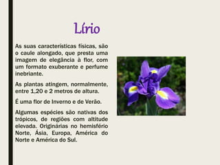Lírio
As suas características físicas, são
o caule alongado, que presta uma
imagem de elegância à flor, com
um formato exuberante e perfume
inebriante.
As plantas atingem, normalmente,
entre 1,20 e 2 metros de altura.
É uma flor de Inverno e de Verão.
Algumas espécies são nativas dos
trópicos, de regiões com altitude
elevada. Originárias no hemisfério
Norte, Ásia, Europa, América do
Norte e América do Sul.
 